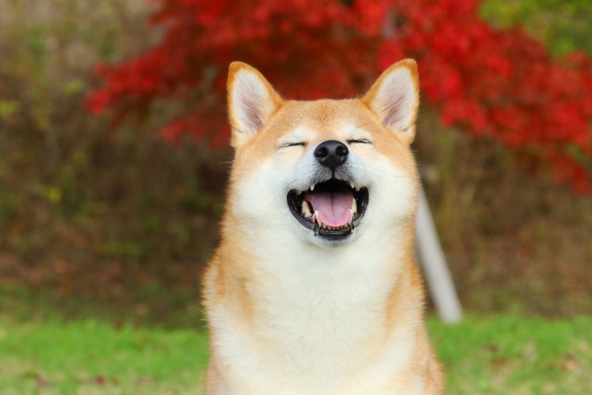 Photo of a happy Shiba Inu dog – Photo: Shutterstock