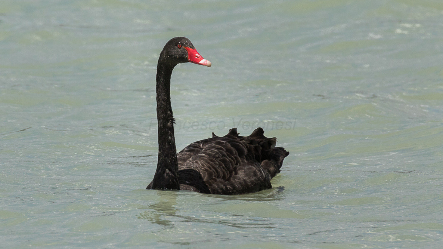 The black swan theory: What it is, and how to use it